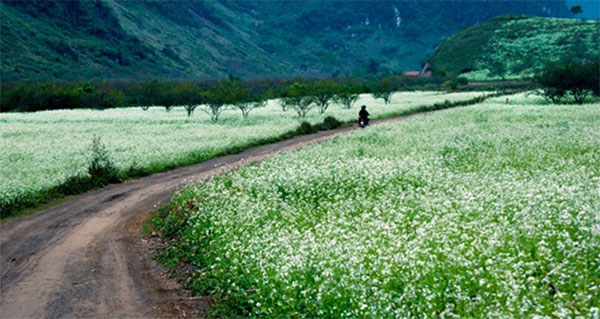 Cao nguyen Moc Chau